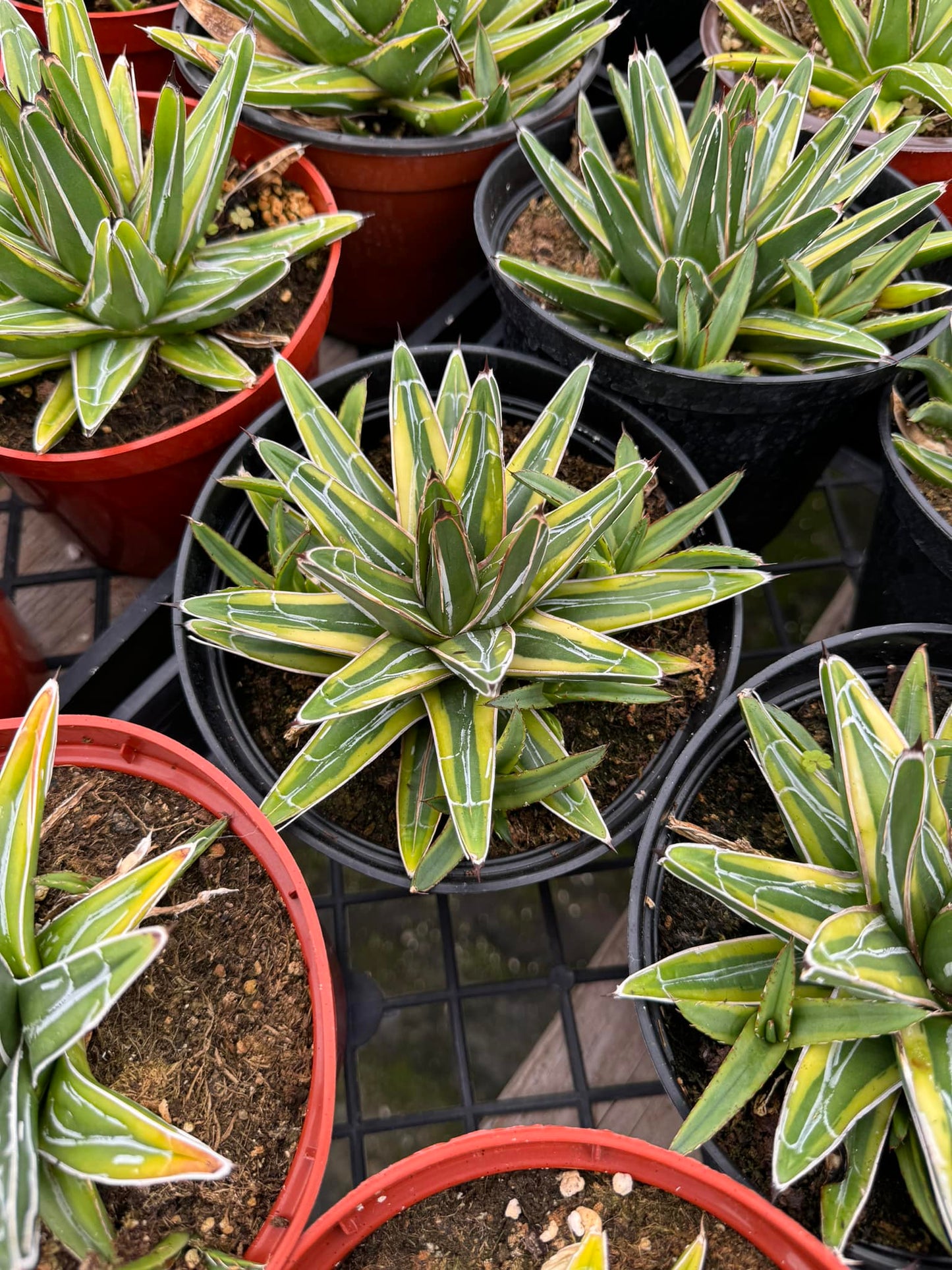 Agave victoria regianae ‘golden princess’ cluster