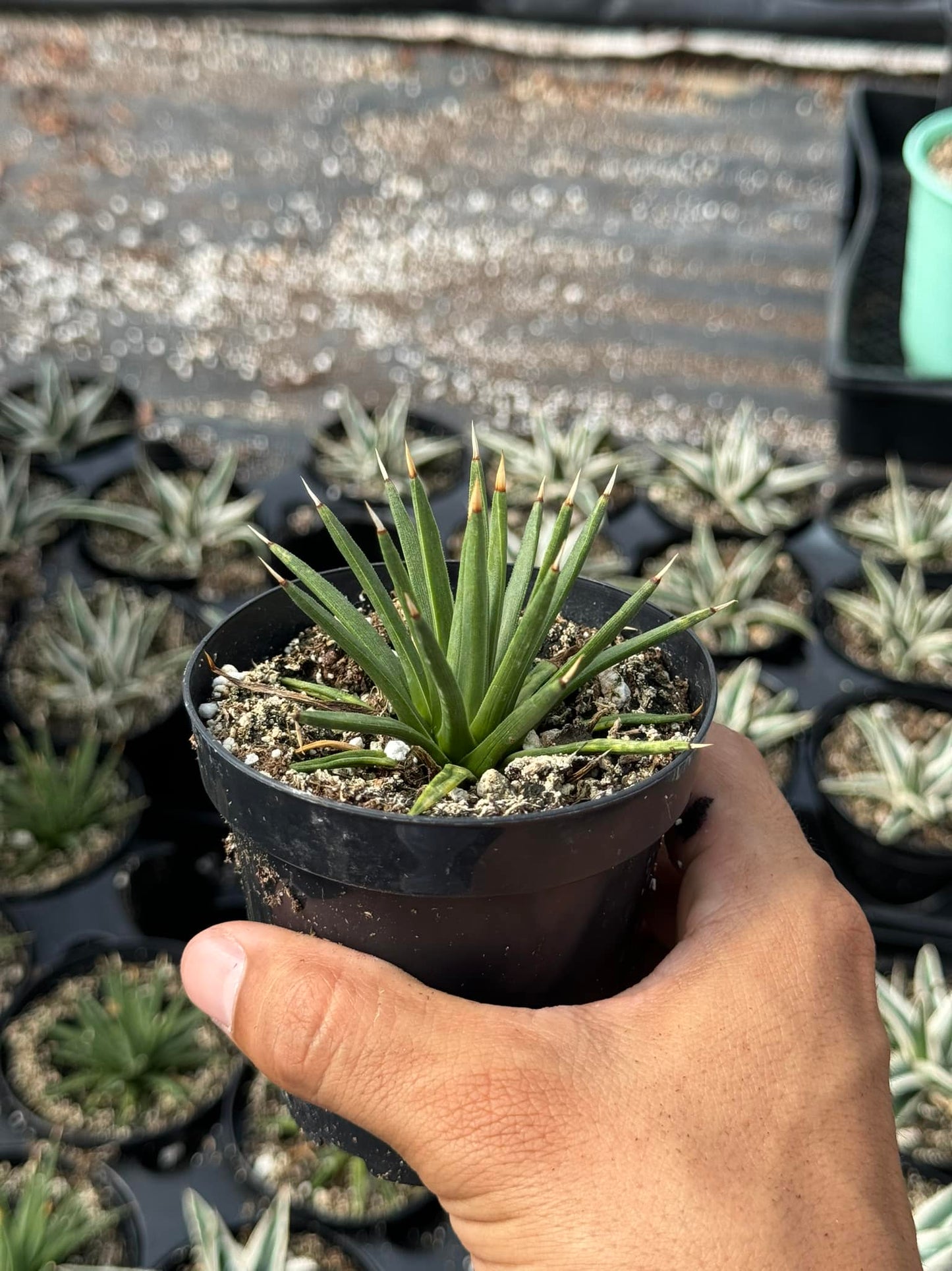 Agave Albopilosa