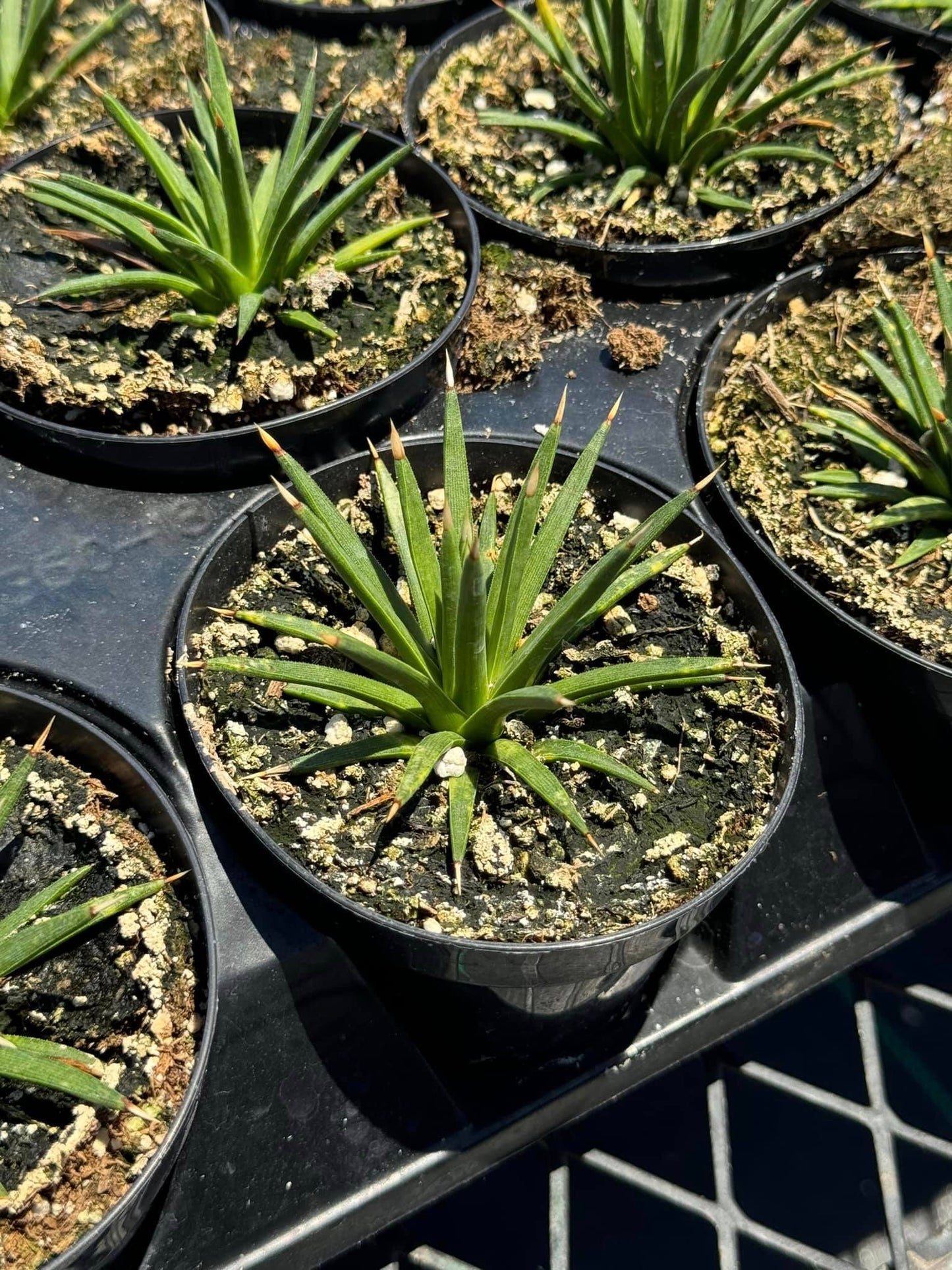 Agave Albopilosa