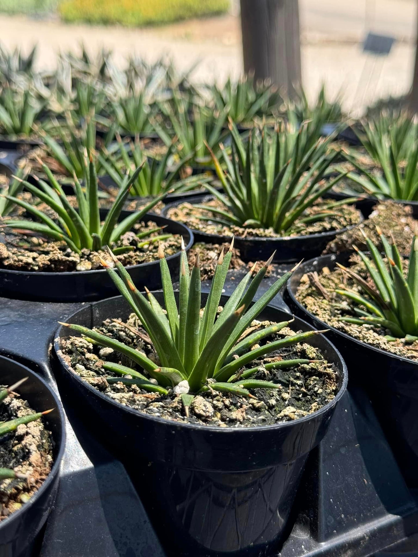 Agave Albopilosa