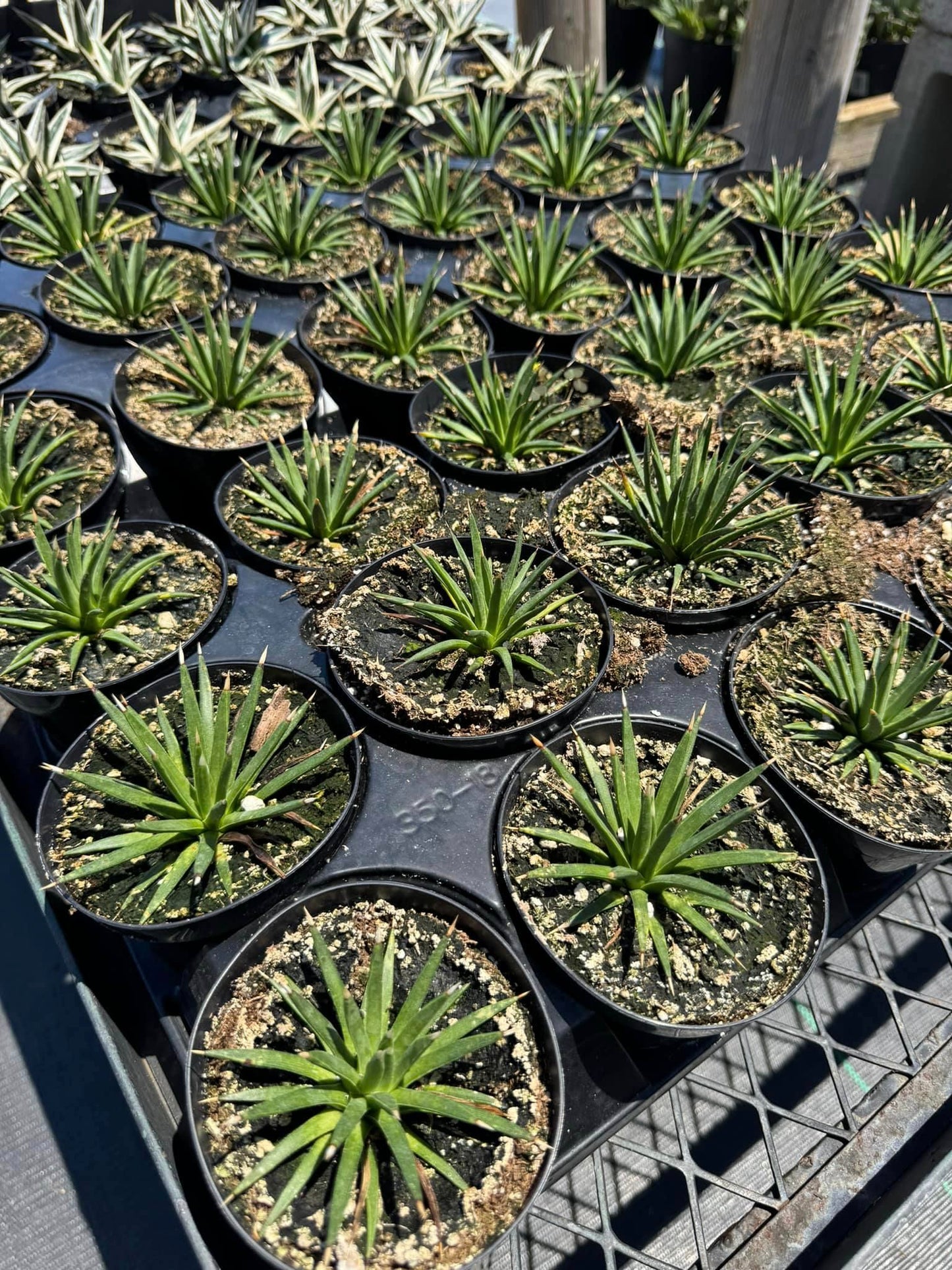 Agave Albopilosa