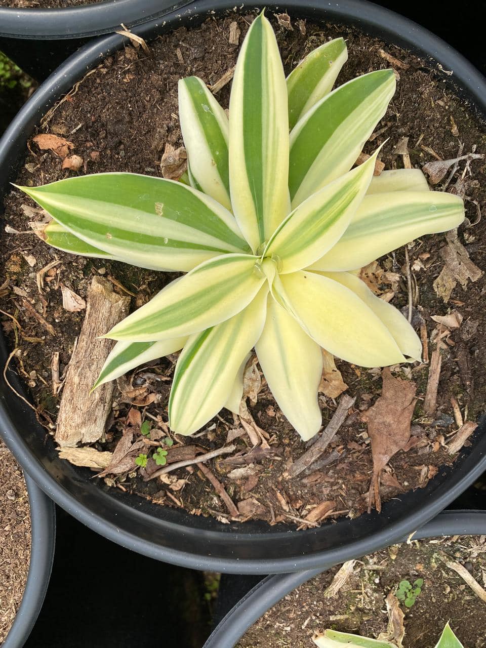 Agave attenuata ‘ray of light’ half moon variegated