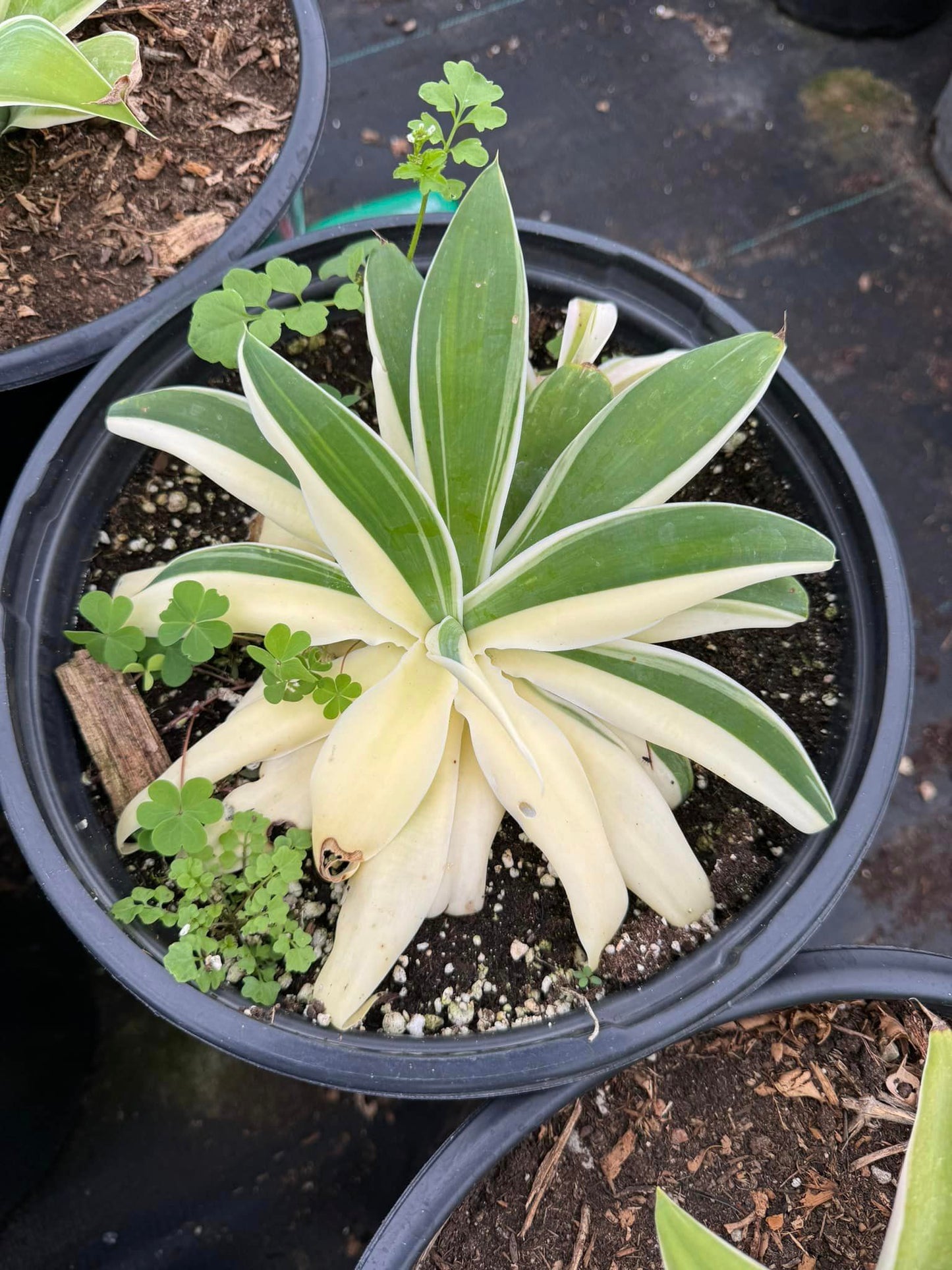 Agave attenuata ‘ray of light’ half moon variegated