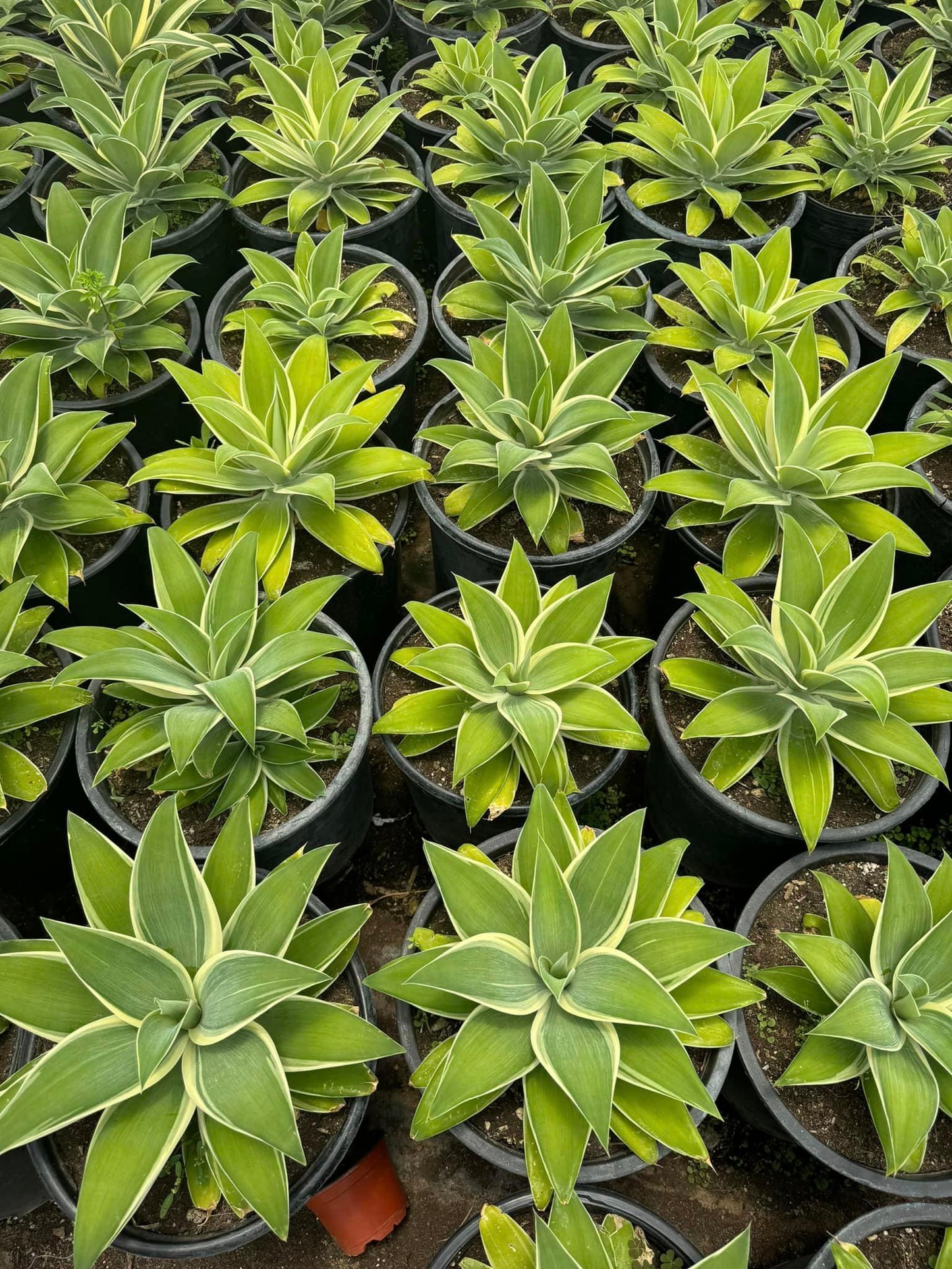 Agave Attenuata ‘Ray of Light’ Variegado