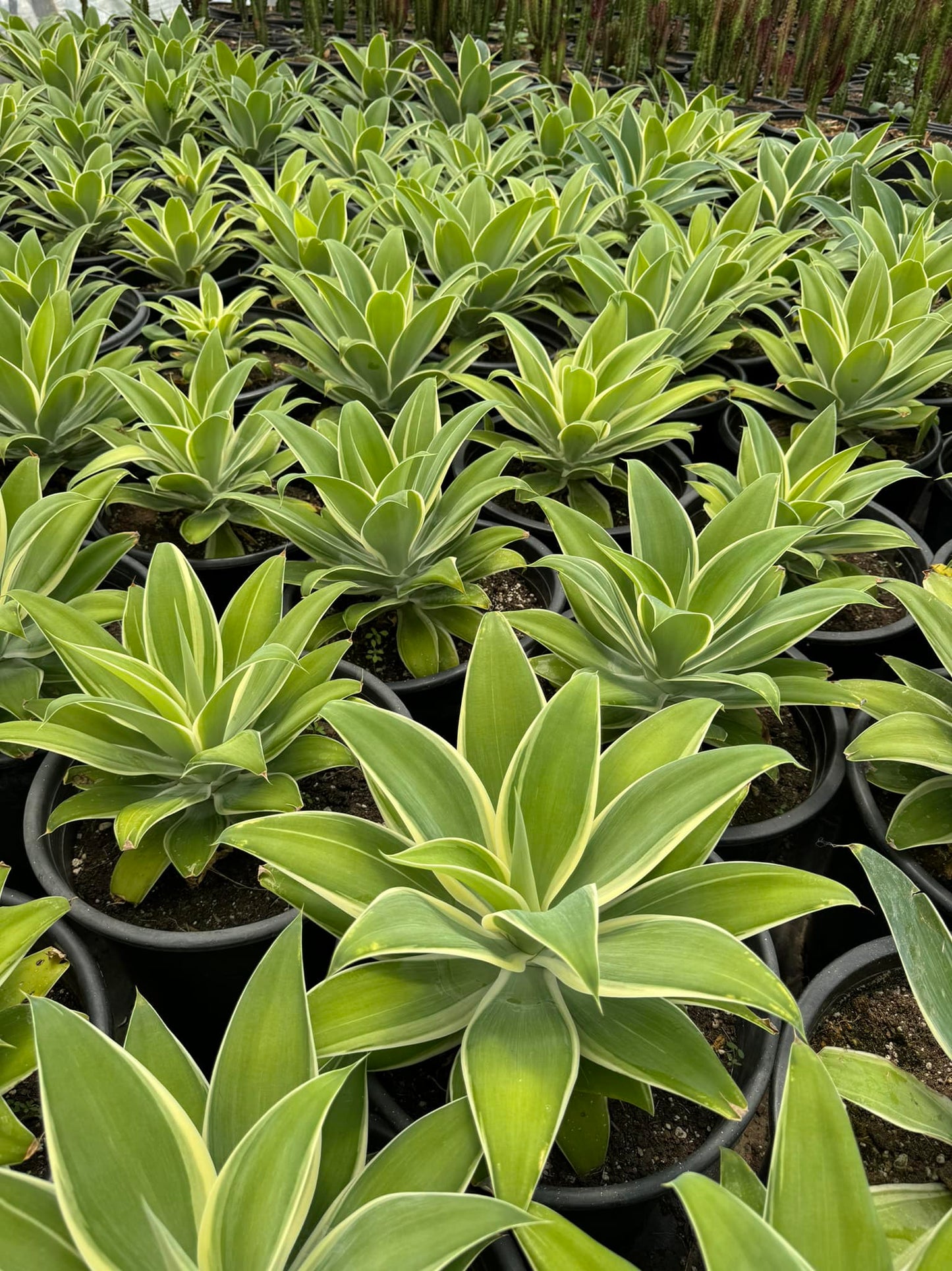 Agave Attenuata ‘Ray of Light’ Variegado