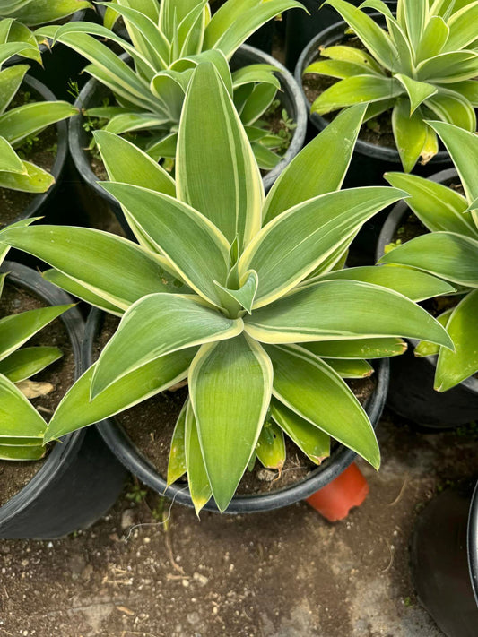 Agave Attenuata ‘Ray of Light’ Variegado