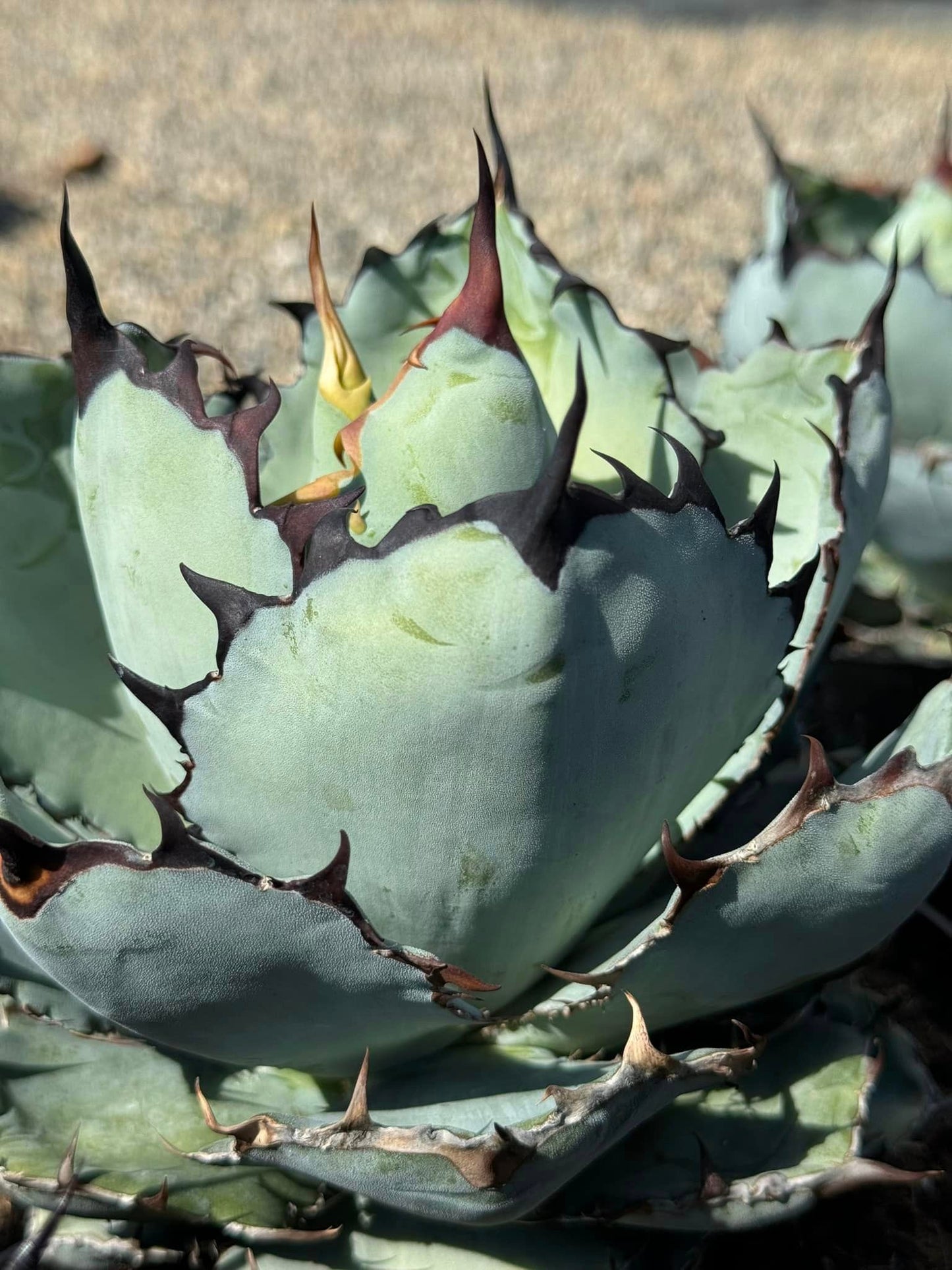 Agave 'Black and Blue'