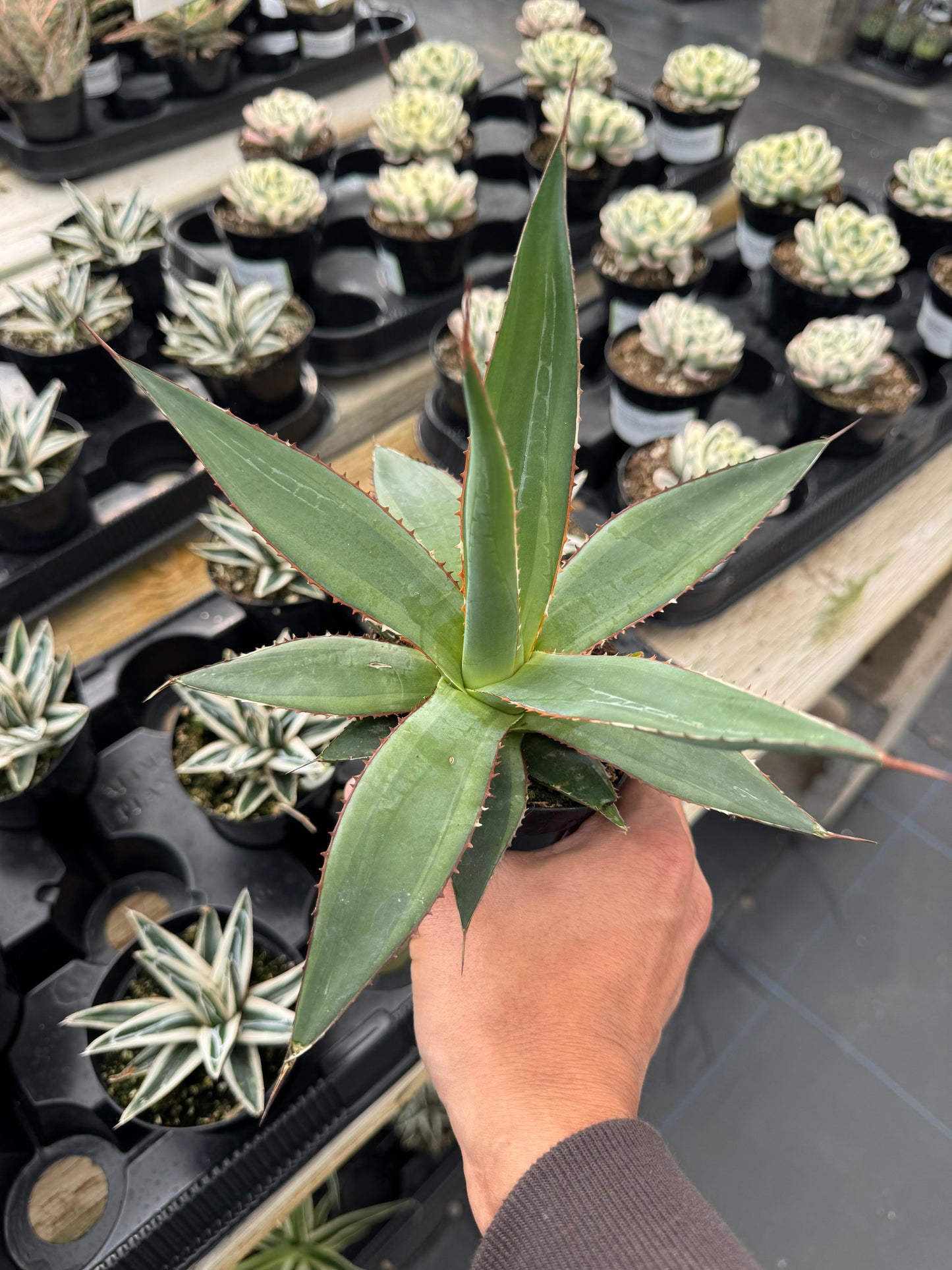 Agave Impressa