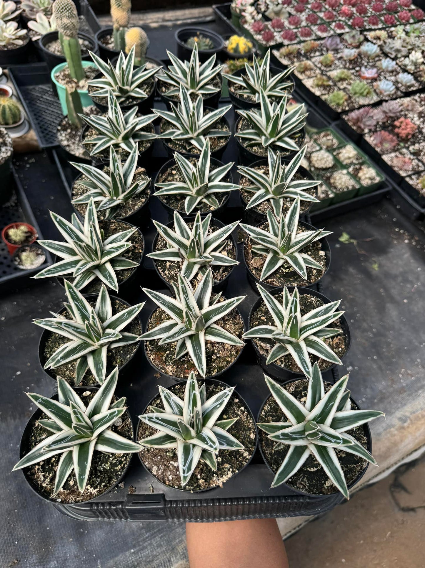 Agave Victoria Reginae ‘white rhinno’