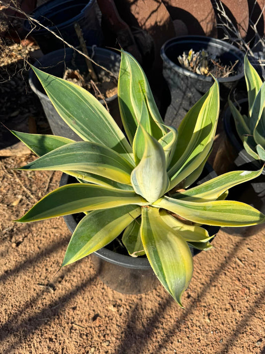 Agave blue flame variegado