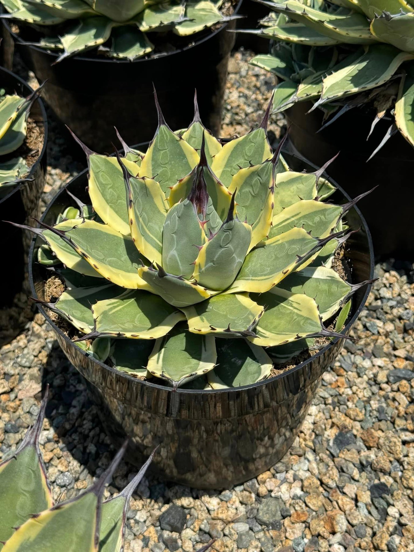 Agave aplanatta ‘cream spike’