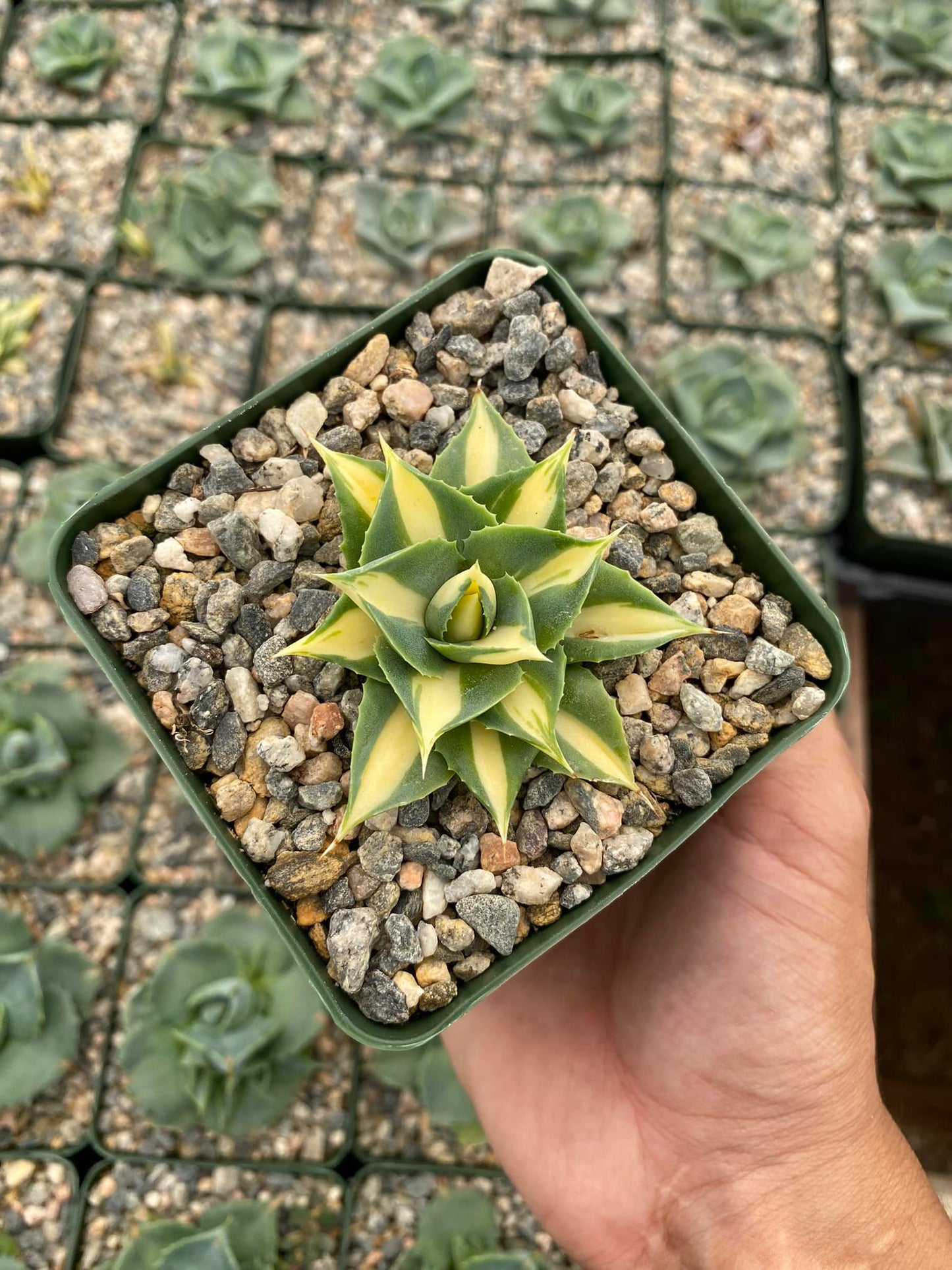 Agave isthmensis variegado amarillo