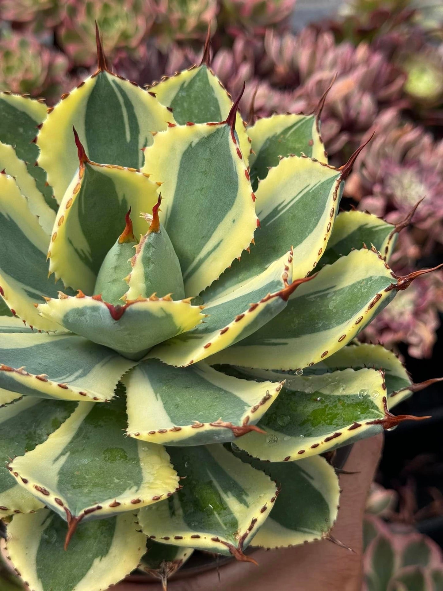 Agave kisho kan os