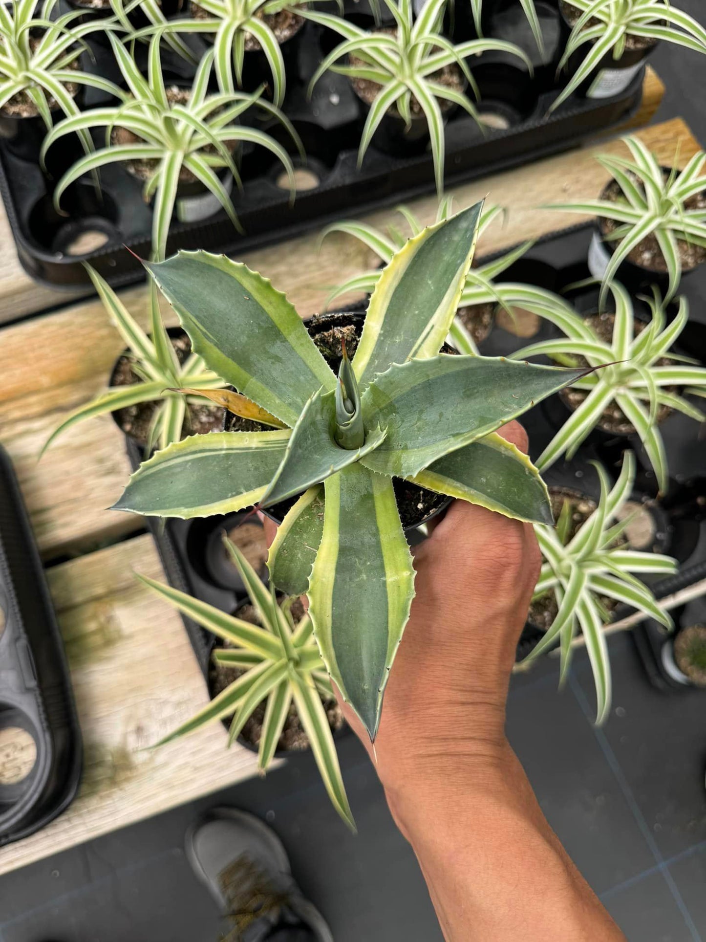 Agave ovatifolia 'Orca' Variegado