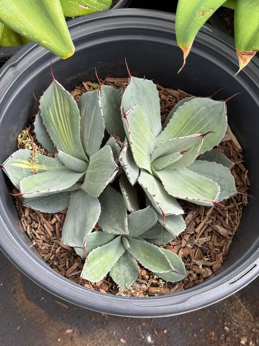 Agave parryi cluster variegado