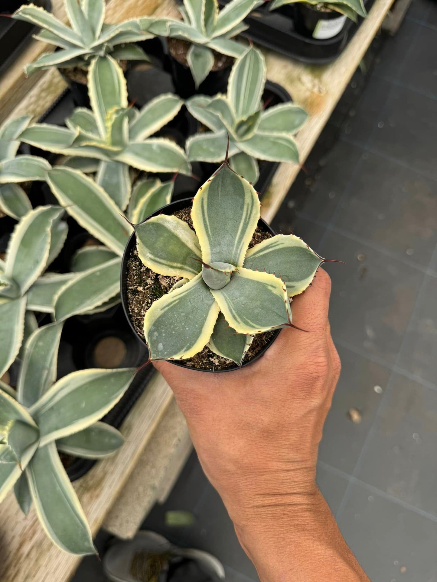 Agave parryi truncata ‘orizaba’