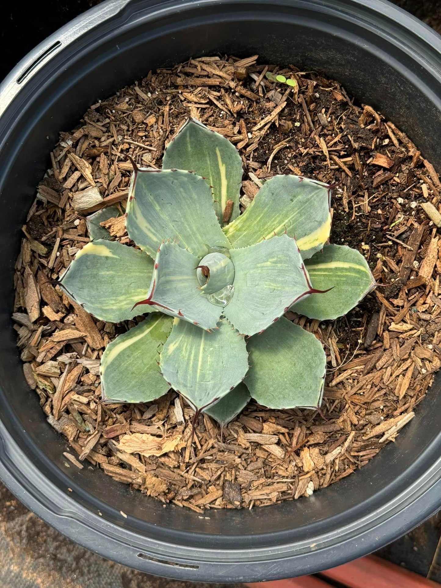 Agave parryi variegado