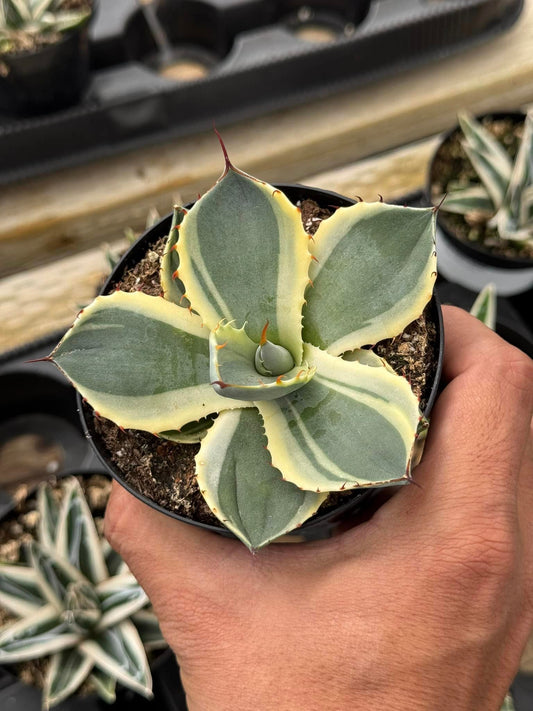 Agave parryi truncata ‘orizaba’