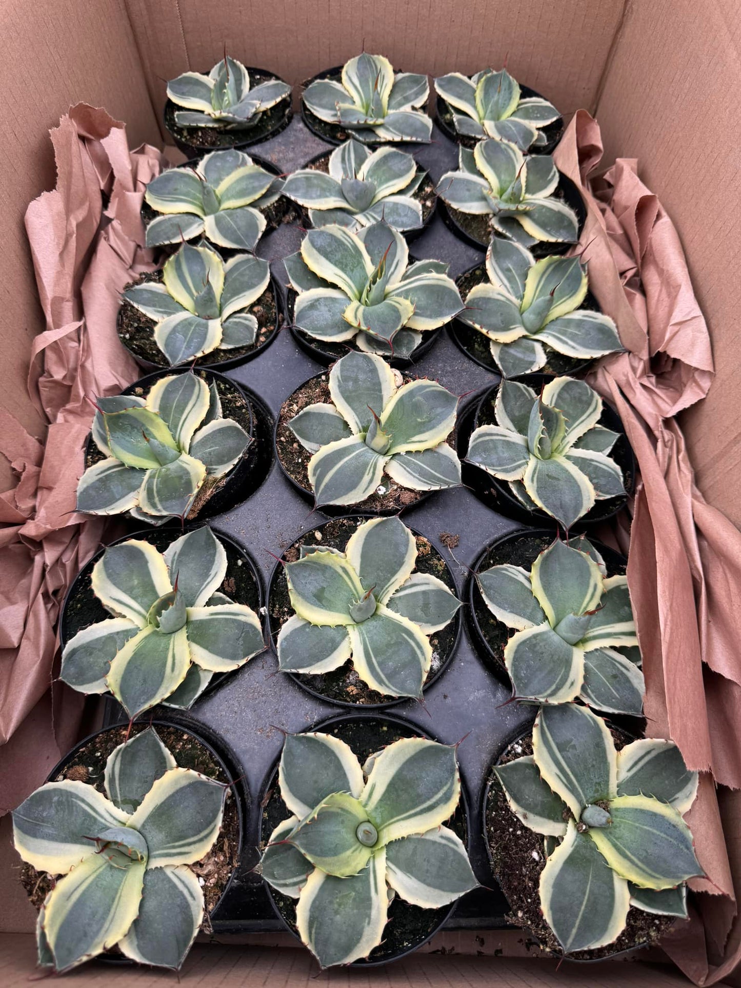 Agave parryi truncata ‘orizaba’