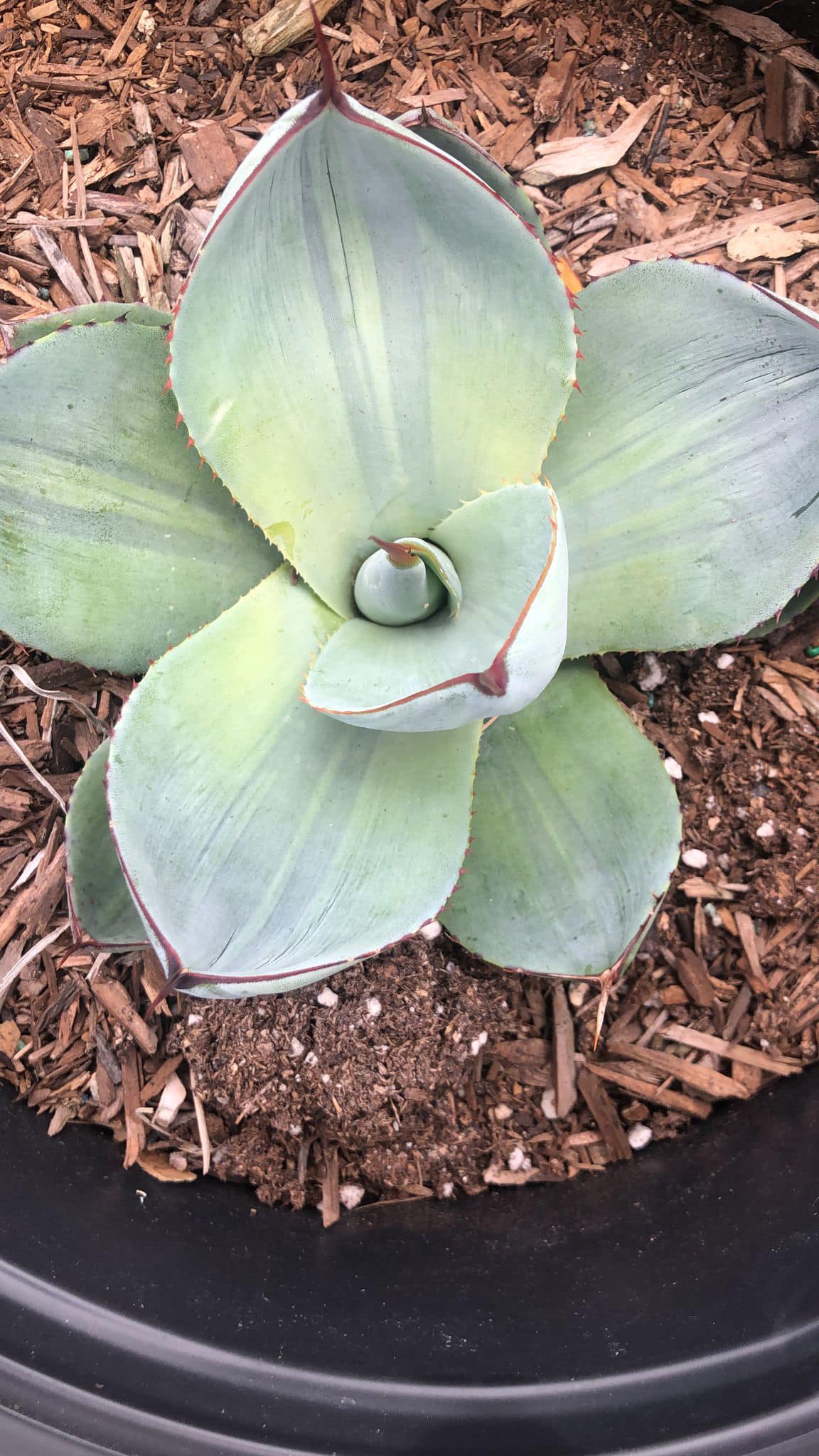 Agave parryi variegado