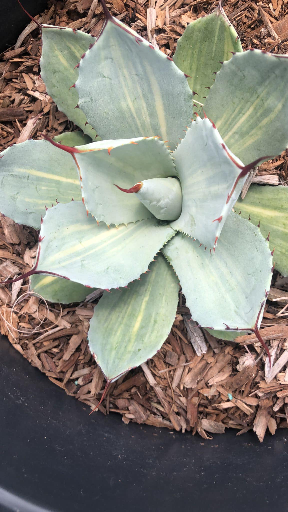 Agave parryi variegado