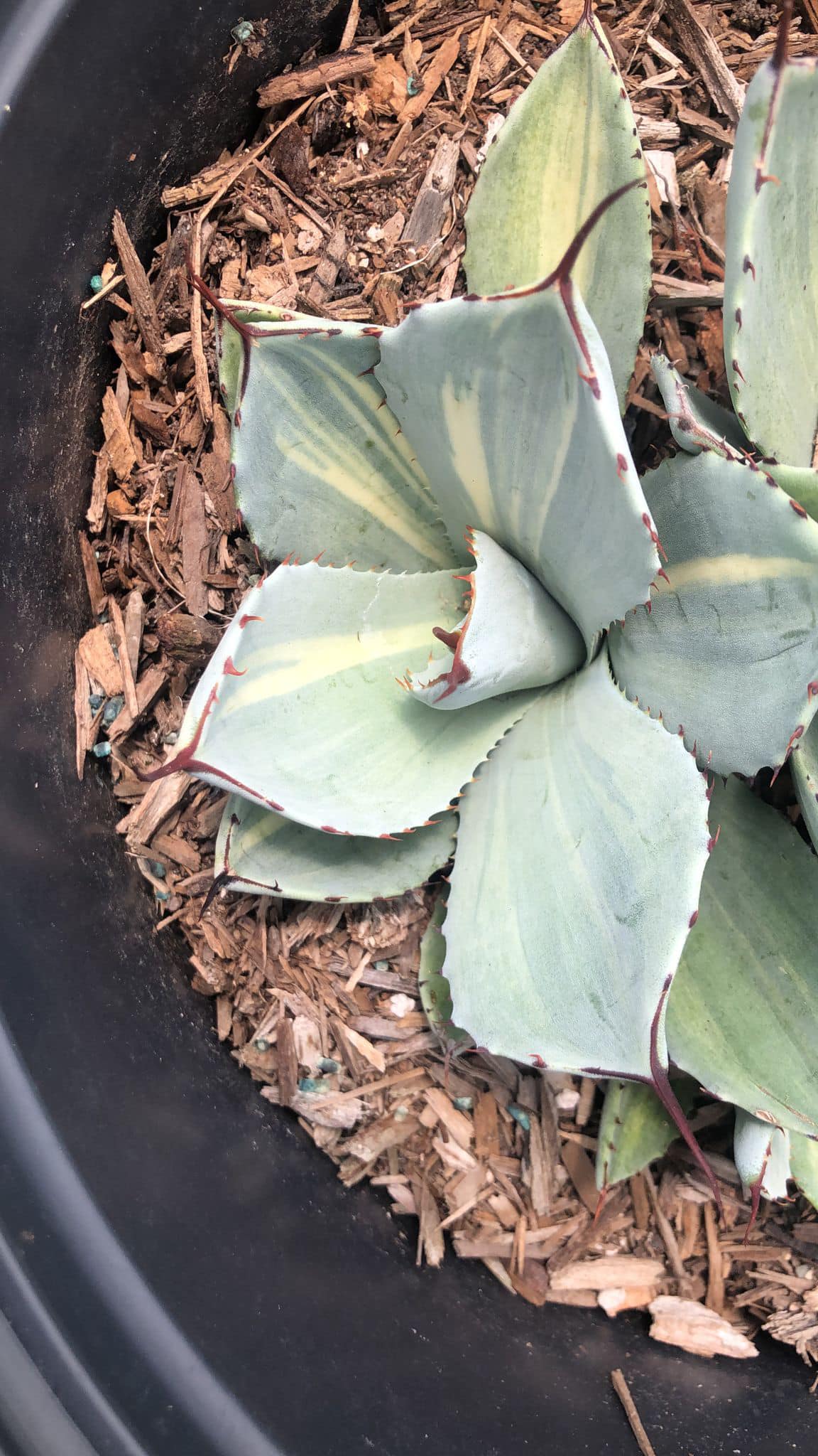 Agave parryi variegado