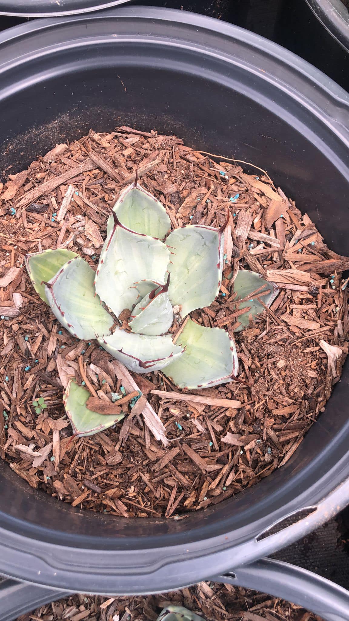 Agave parryi variegado