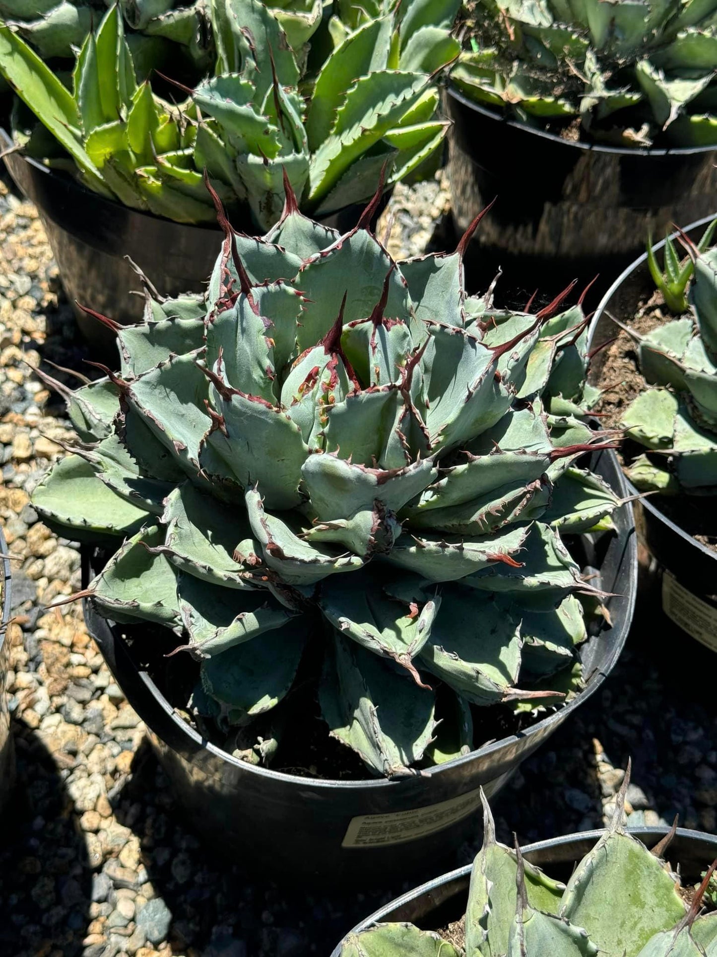 Agave potatorum ‘Cubic’ 8”