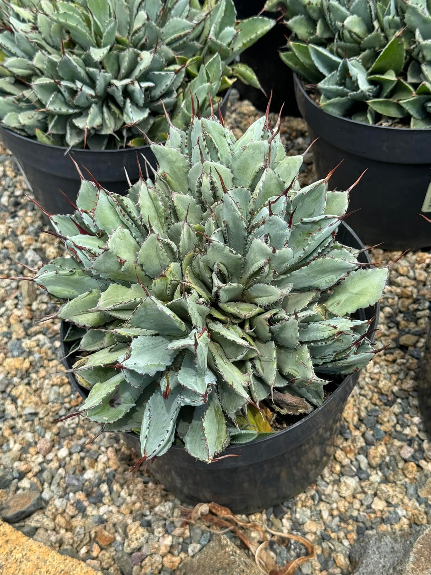 Agave potatorum ‘Cubic’ 8”