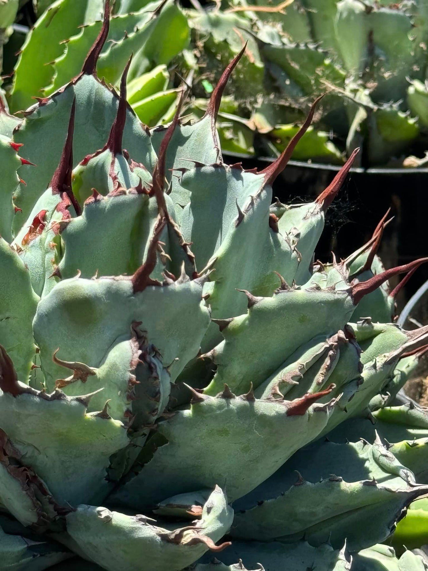 Agave potatorum ‘Cubic’ 8”