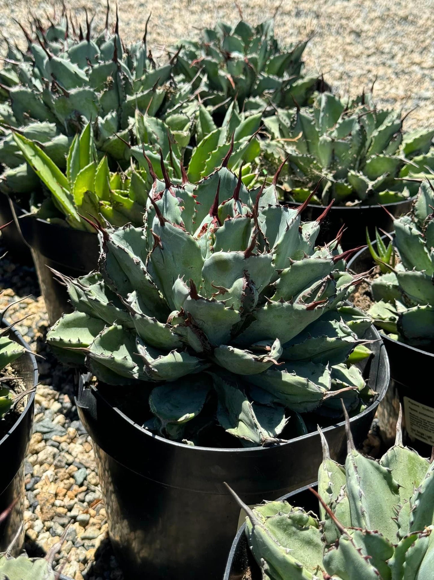 Agave potatorum ‘Cubic’ 8”