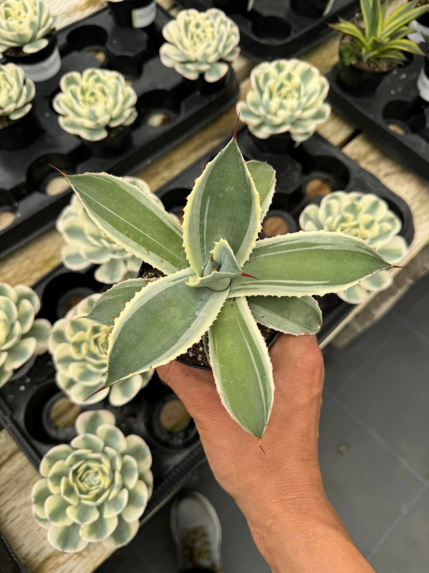 Agave potatorum snowfall