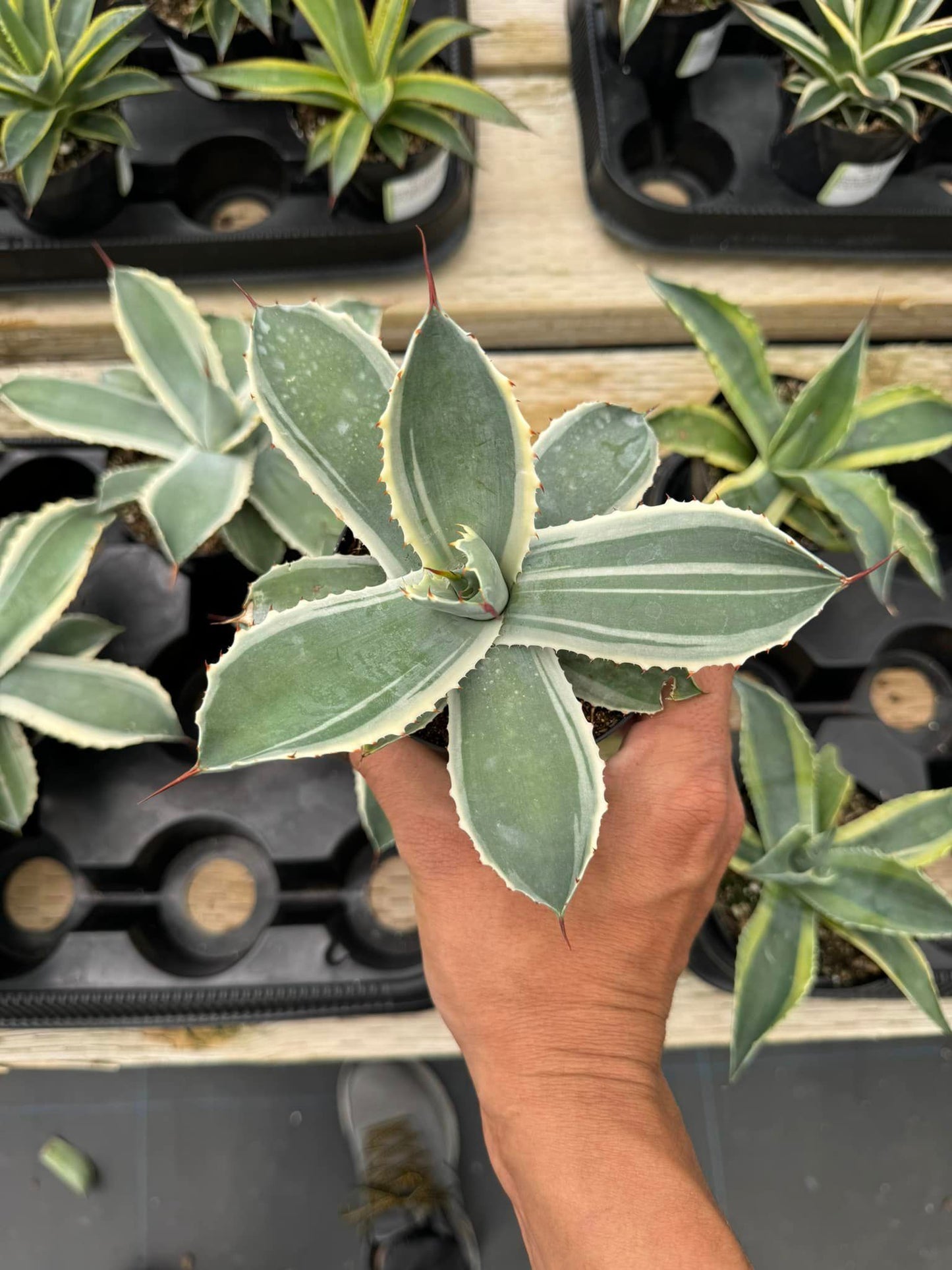 Agave potatorum snowfall