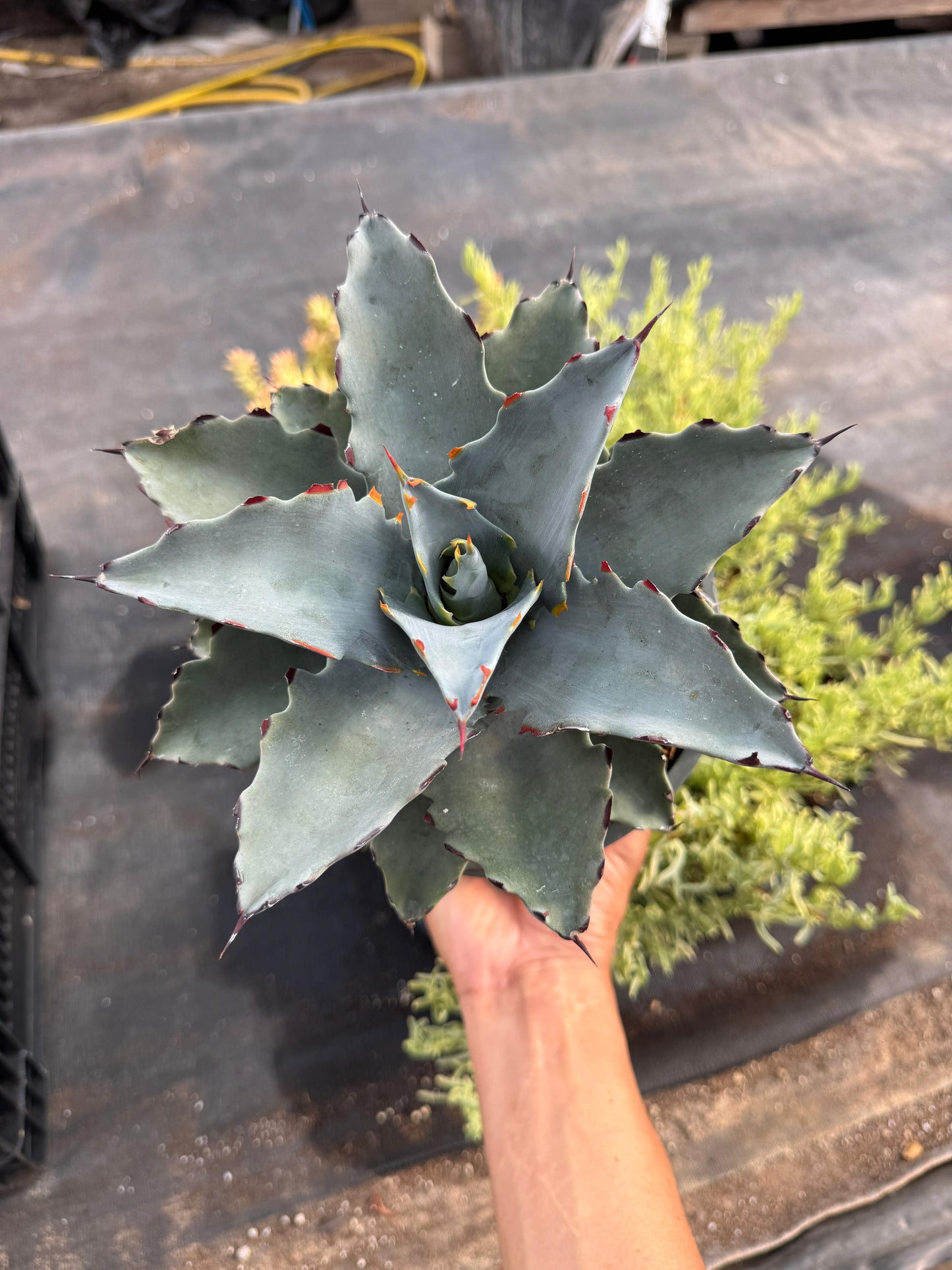 Agave sierra azul