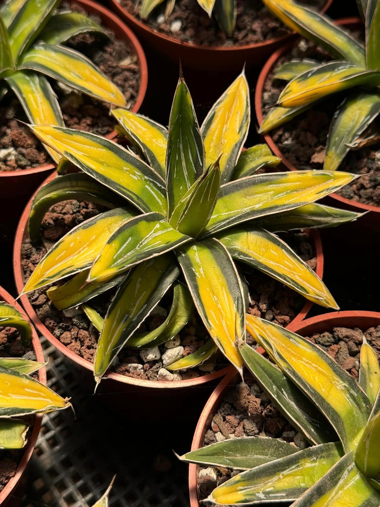 Agave sunking