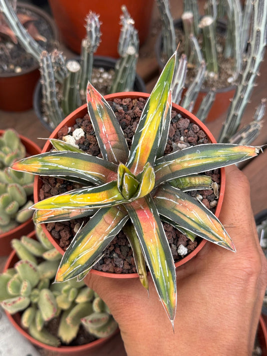 Agave sunking
