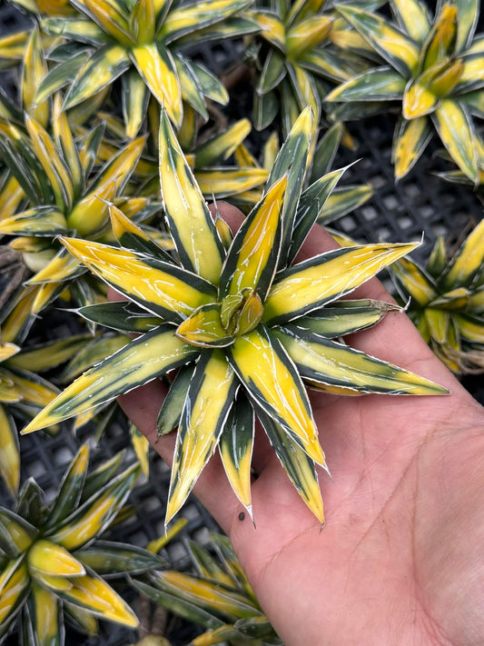 Agave sunking