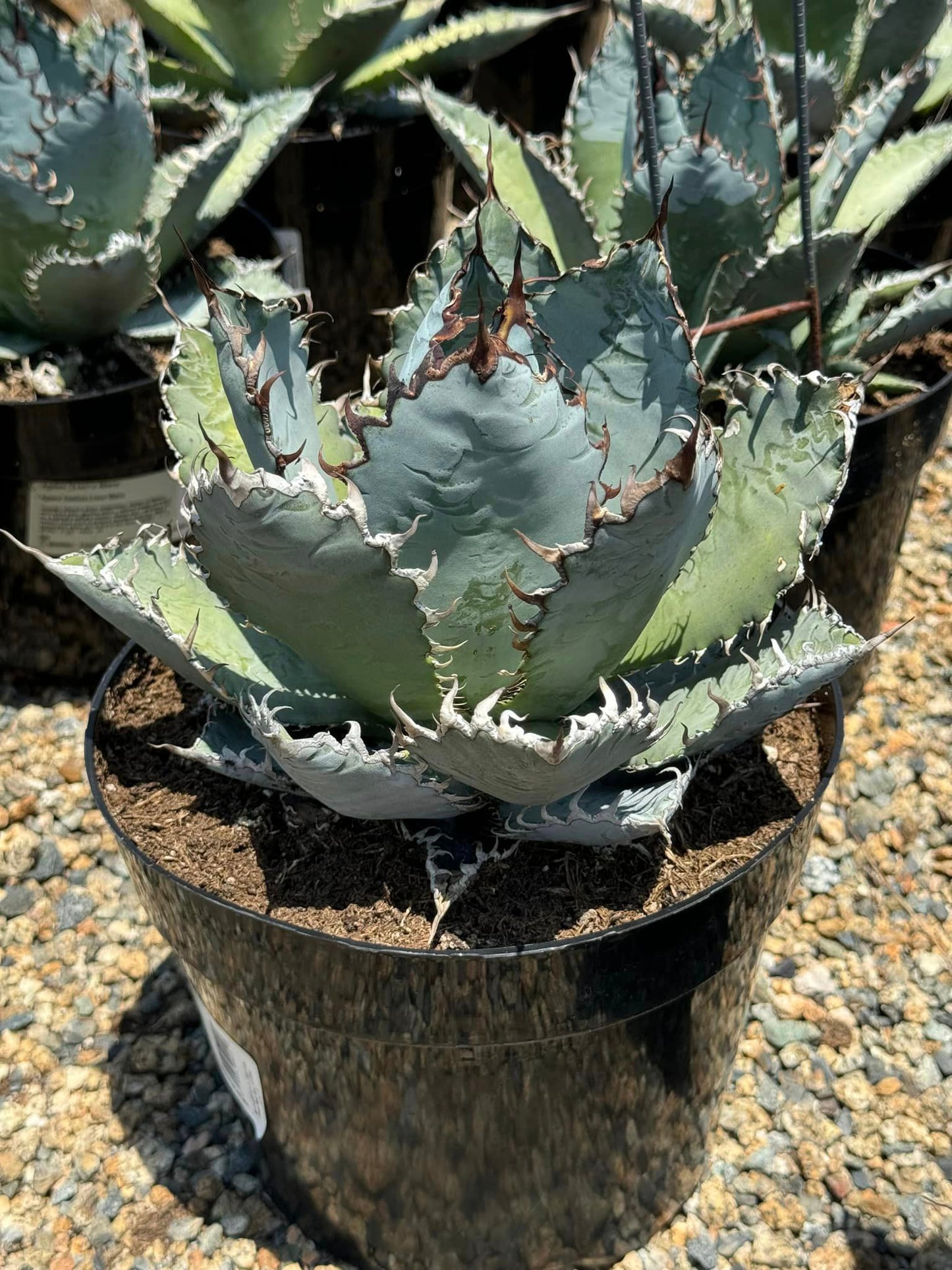 Agave titanota ‘lions mane’