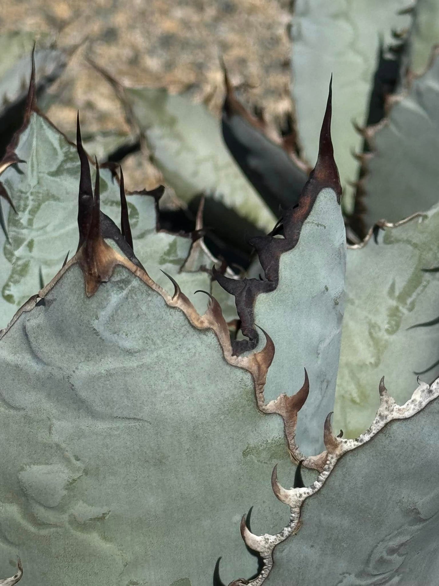 Agave titanota ‘lions mane’