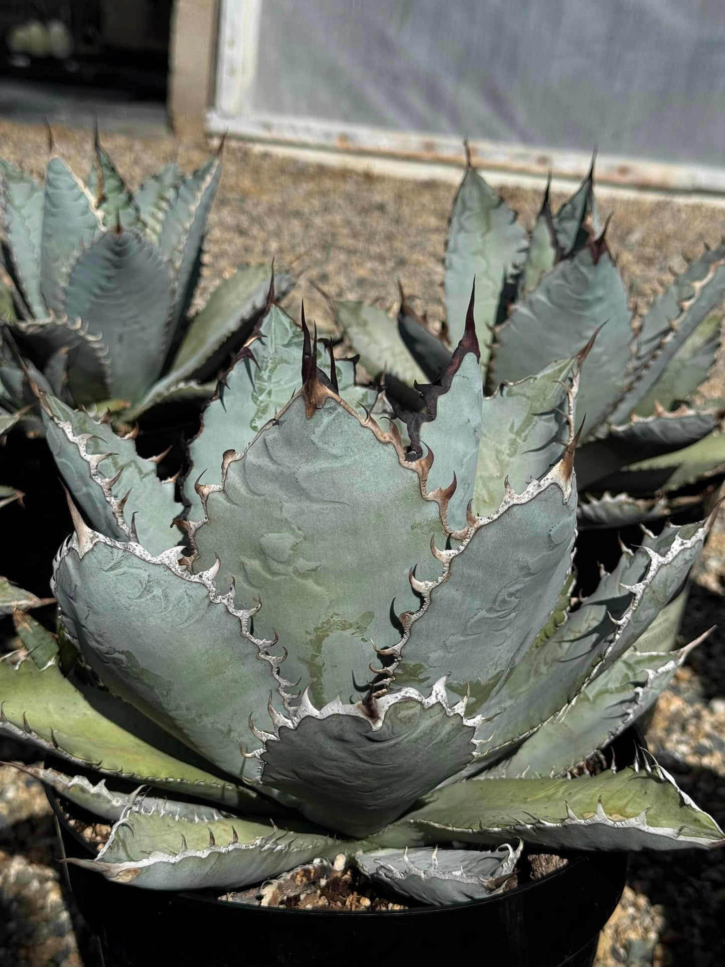 Agave titanota ‘lions mane’