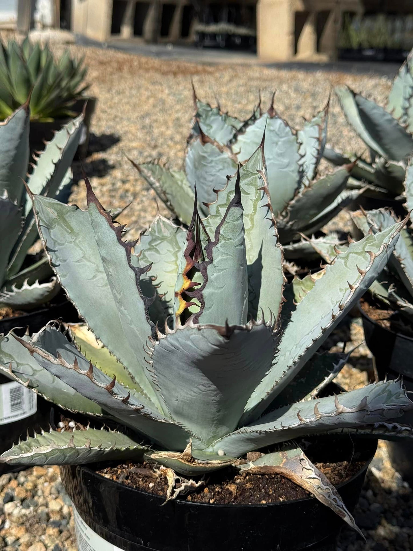 Agave titanota ‘lions mane’