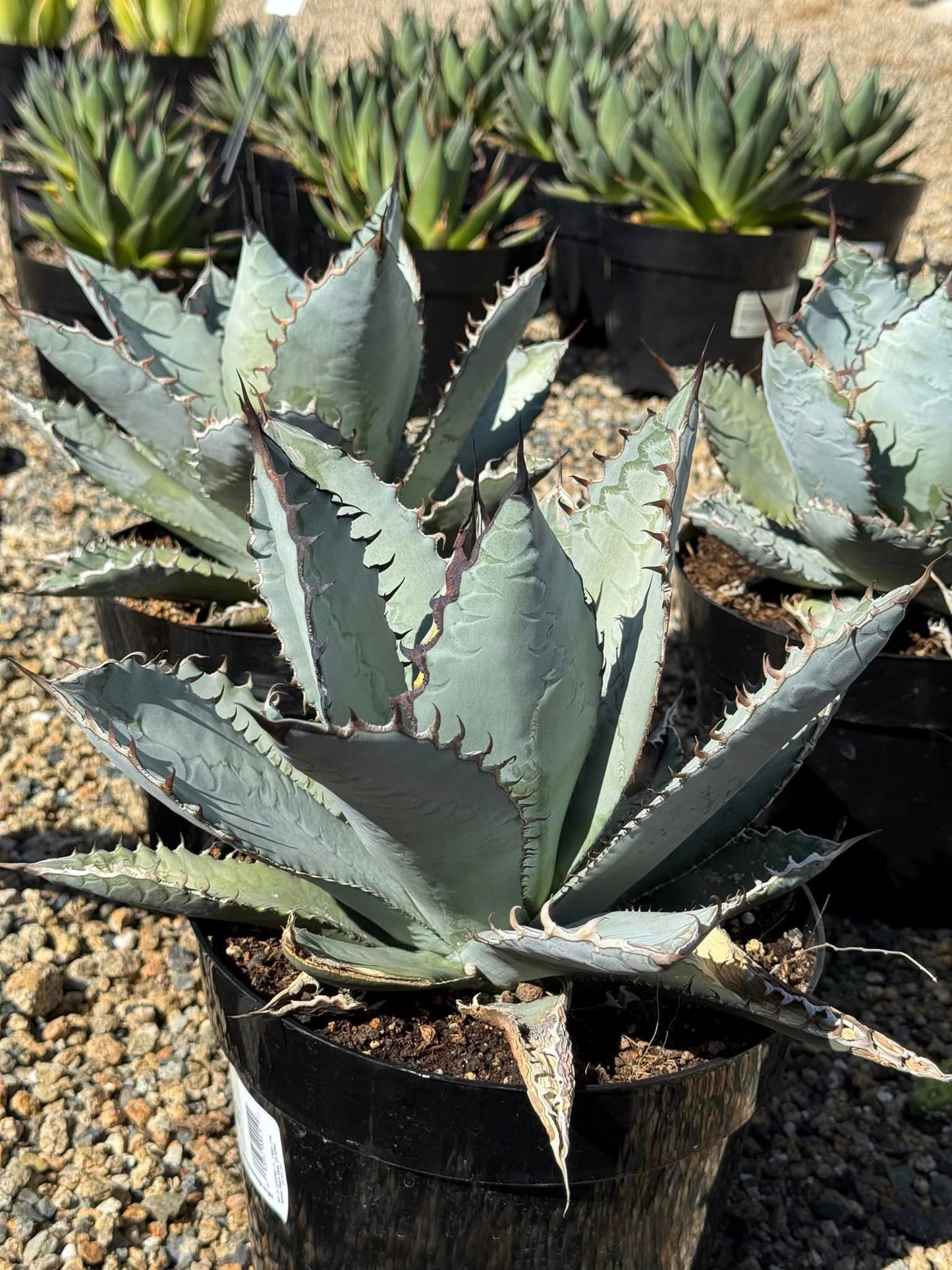 Agave titanota ‘lions mane’