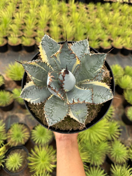 Agave titanota ‘lions mane’ variegado