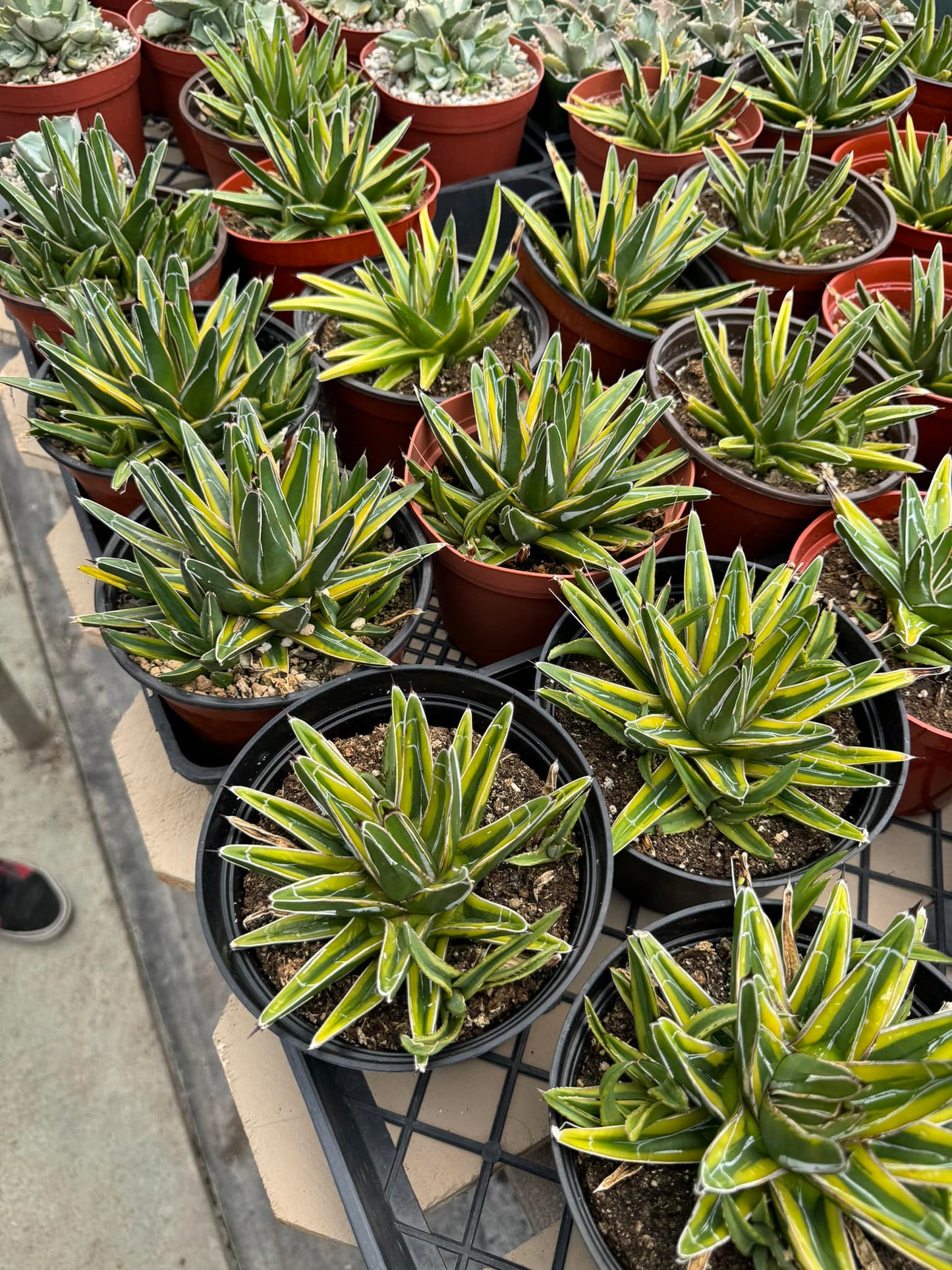 Agave victoria regianae ‘golden princess’ cluster