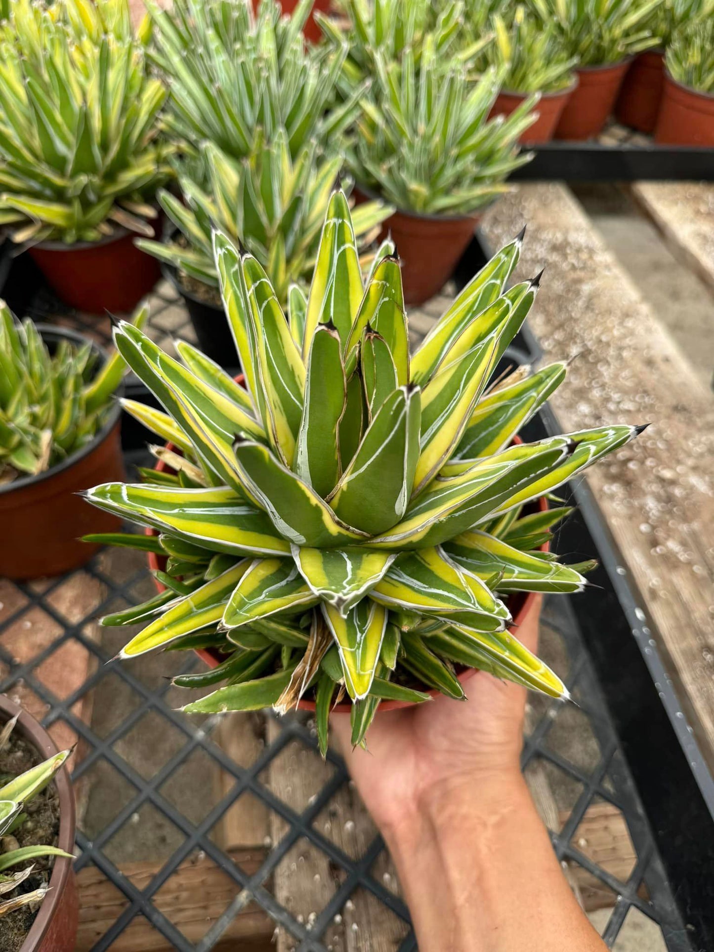 Agave victoria regianae ‘golden princess’ cluster