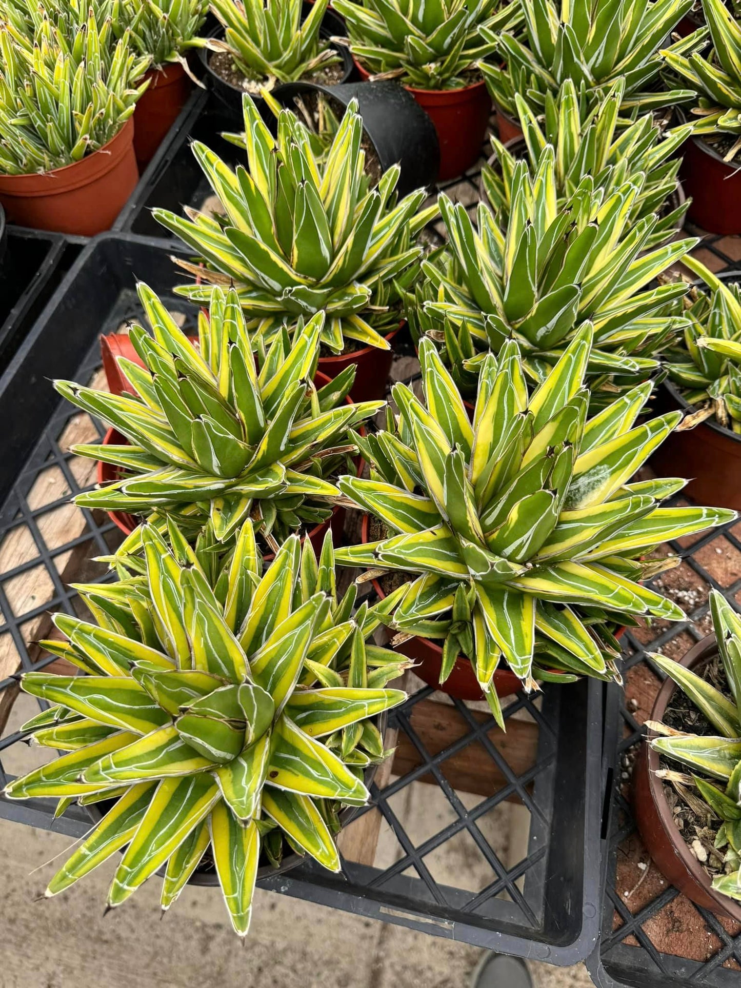 Agave victoria regianae ‘golden princess’ cluster