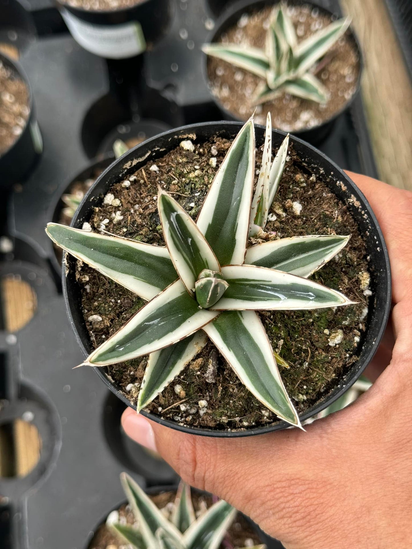 Agave Victoria Reginae ‘white rhinno’