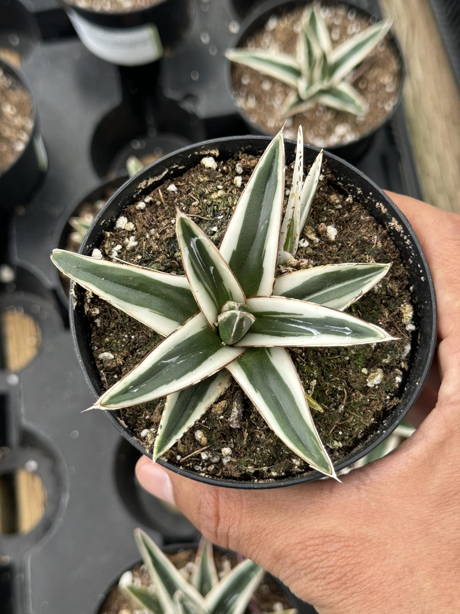 Agave Victoria Reginae 'white rhino' – TiaJuanas Plants México