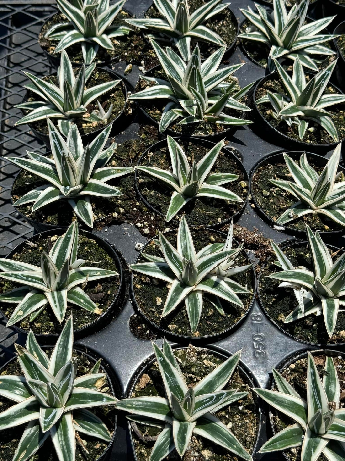 Agave Victoria Reginae ‘white rhinno’