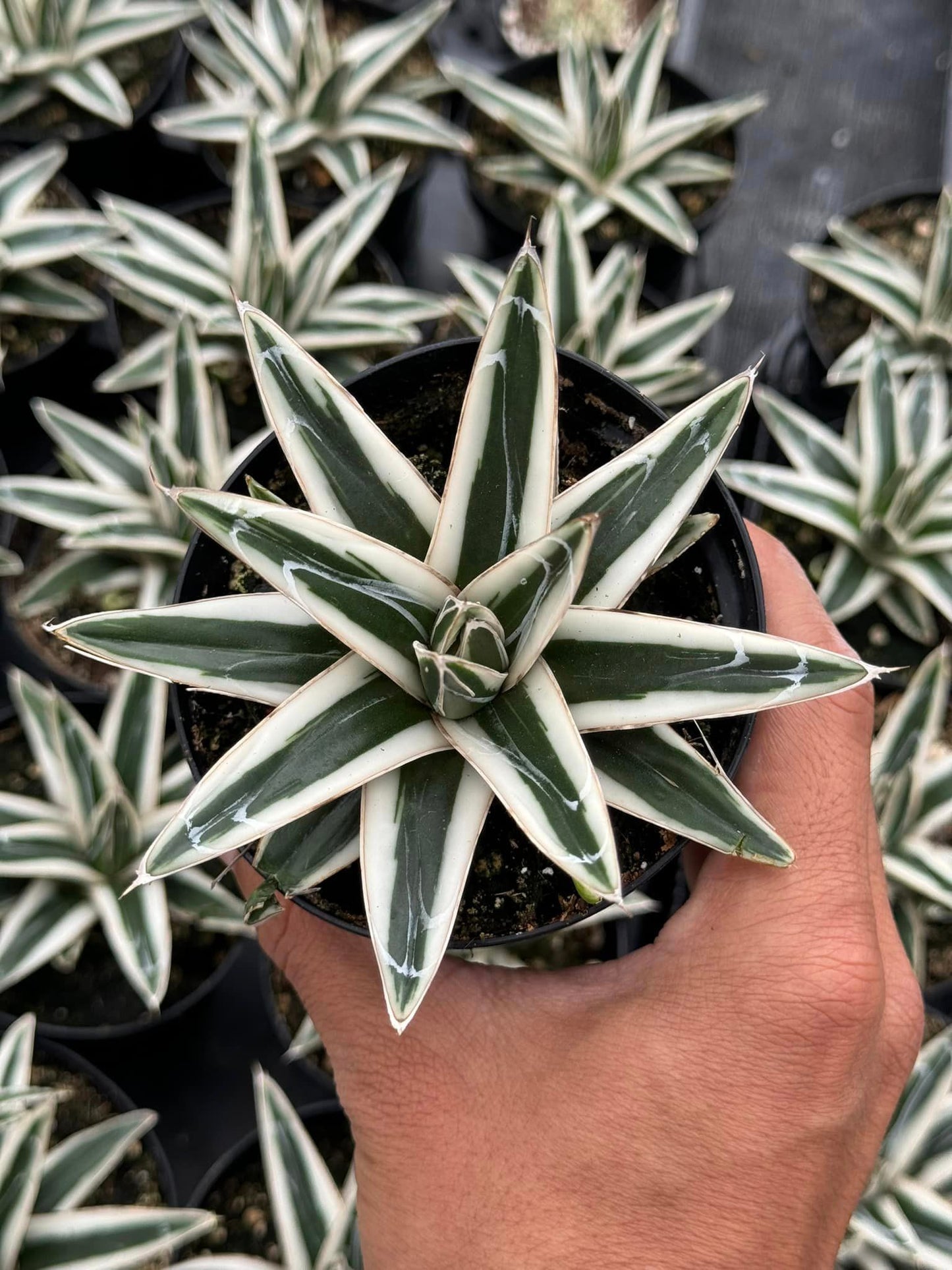 Agave white rhinno